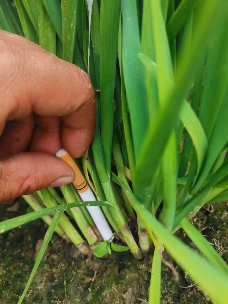 精品移栽大叶粗根头刀