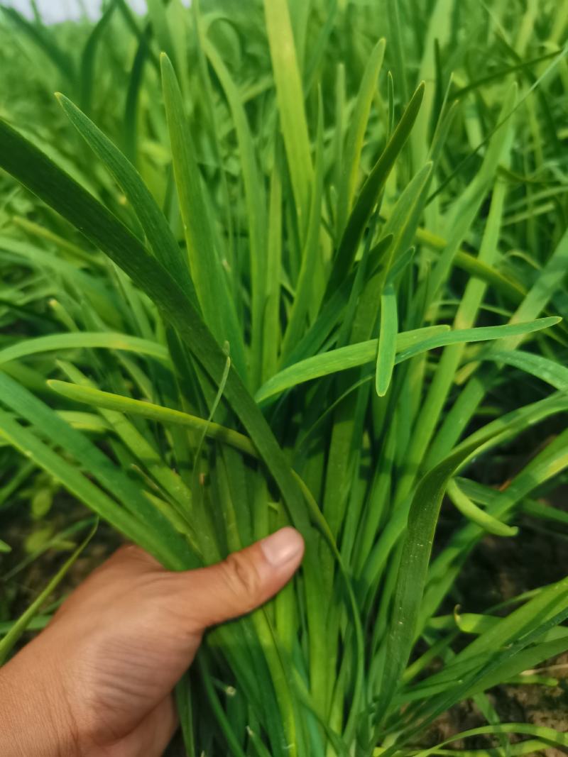 精品移栽大叶粗根头刀
