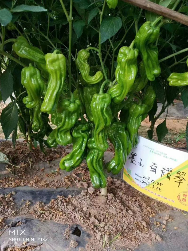 墨玉166薄皮泡椒种子上部果顺直不弯曲抗病高产早卖钱