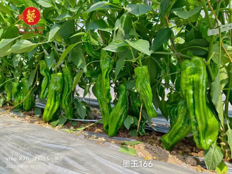 墨玉166薄皮泡椒种子上部果顺直不弯曲抗病高产早卖钱
