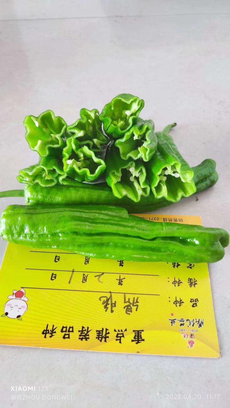 墨玉166薄皮泡椒种子上部果顺直不弯曲抗病高产早卖钱