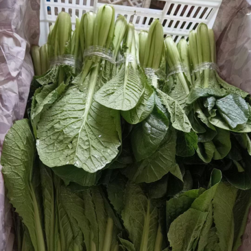 各种蔬菜