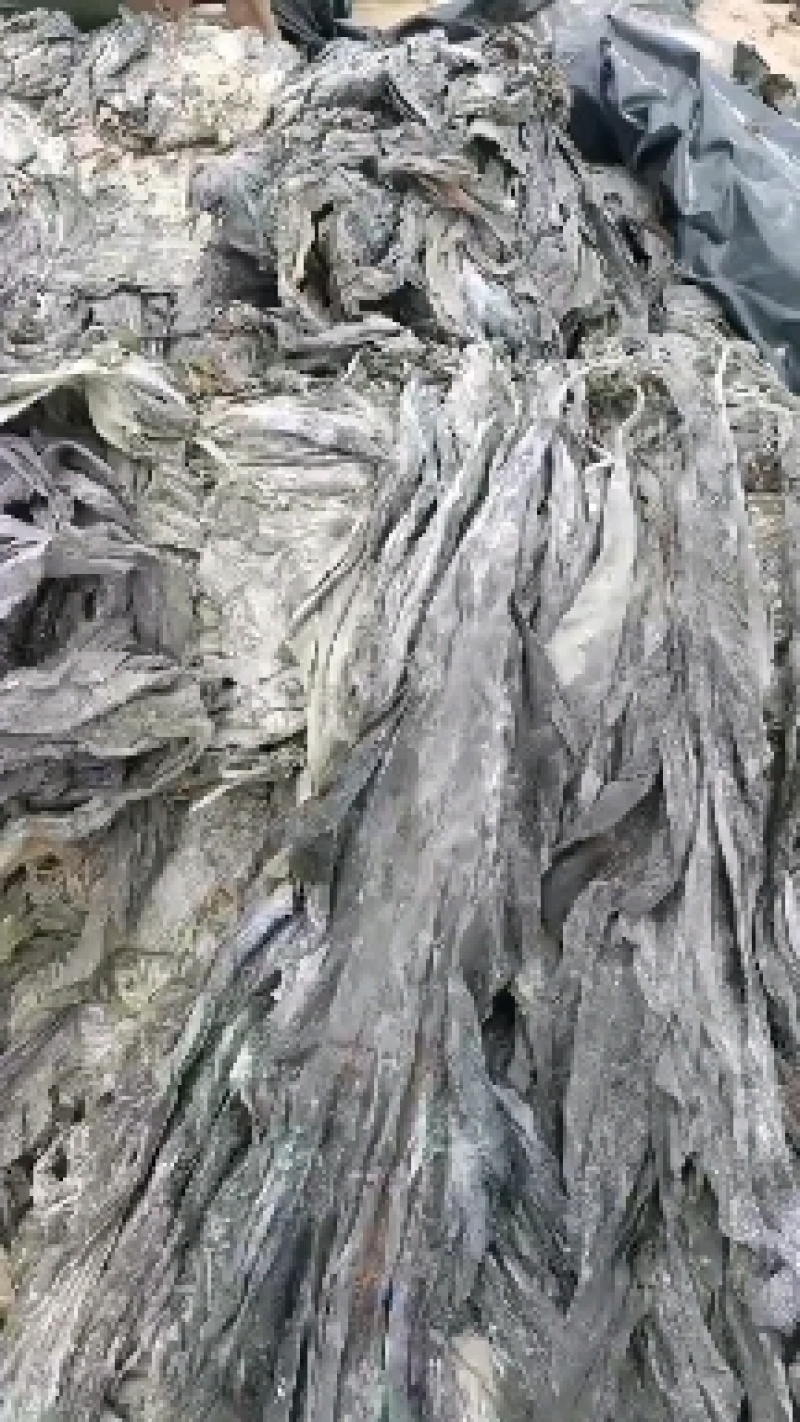 福建无沙干海带，挂晒