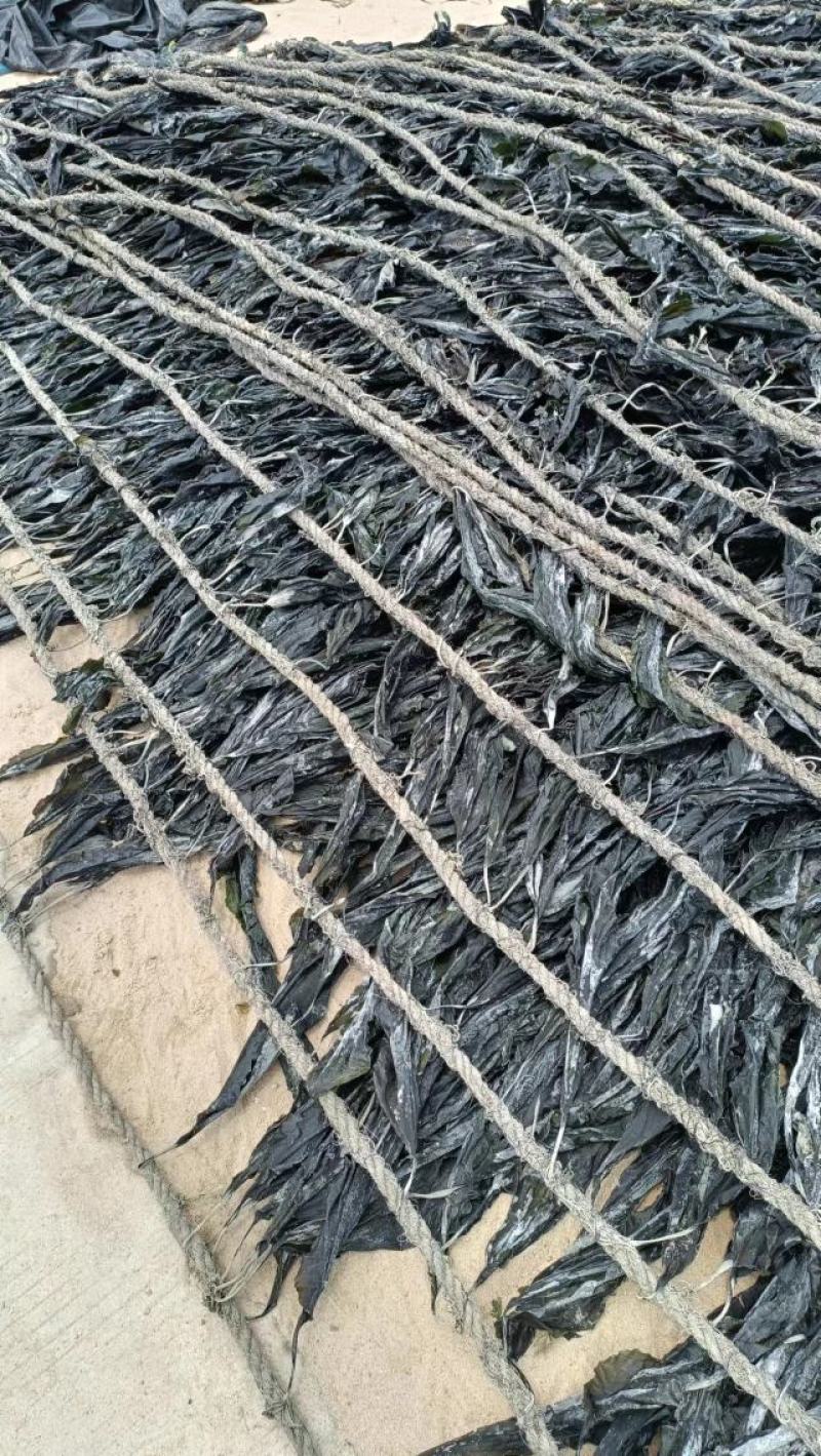 福建无沙干海带，挂晒