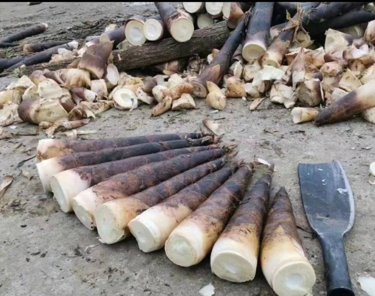 雷竹笋的植物形态