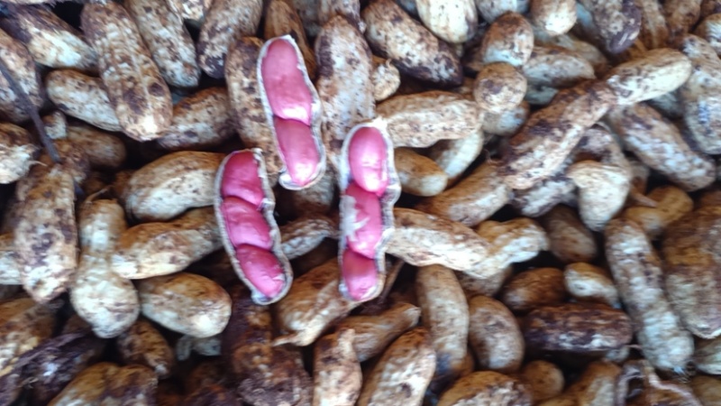 湛江花生🥜、白依、红依、货源充足、量大质优