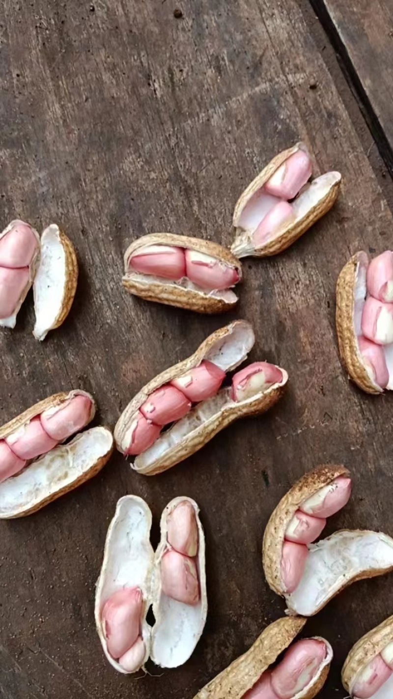 湛江花生🥜、白依、红依、货源充足、量大质优