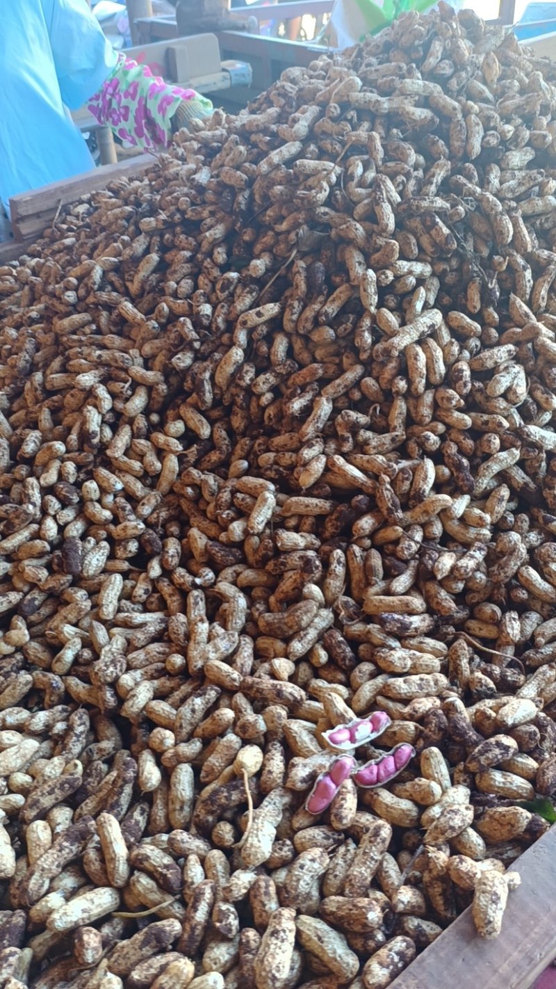 湛江花生🥜、白依、红依、货源充足、量大质优