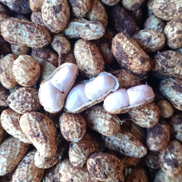 湛江花生🥜、白依、红依、货源充足、量大质优