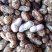 湛江花生🥜、白依、红依、货源充足、量大质优