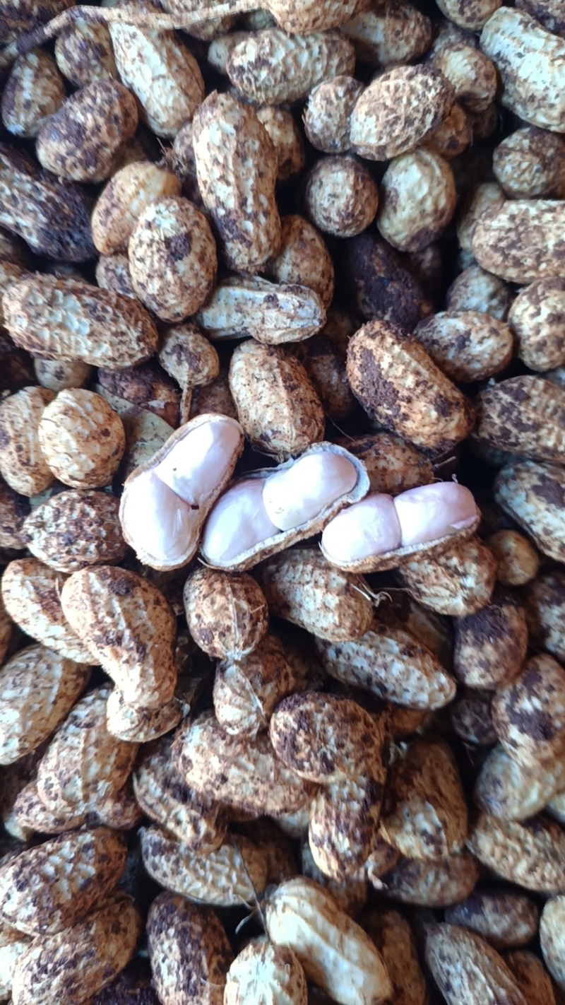 湛江花生🥜、白依、红依、货源充足、量大质优