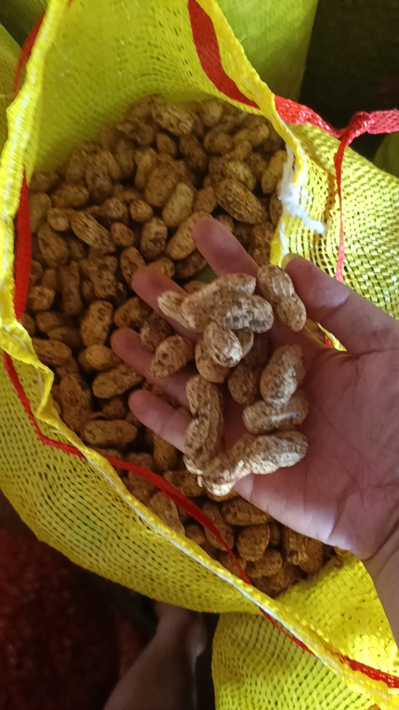 湛江花生🥜、白依、红依、货源充足、量大质优