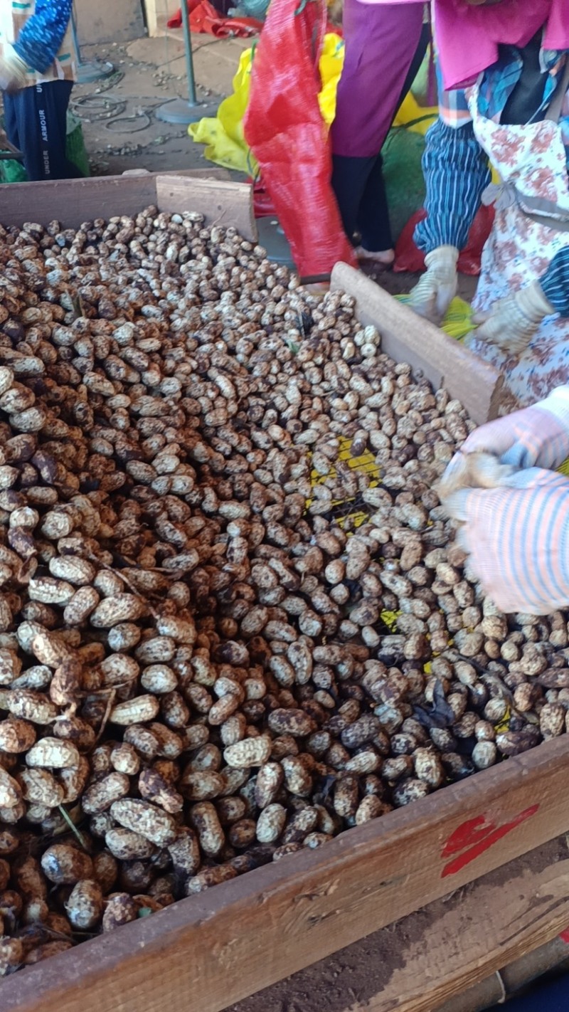 湛江花生🥜、白依、红依、货源充足、量大质优