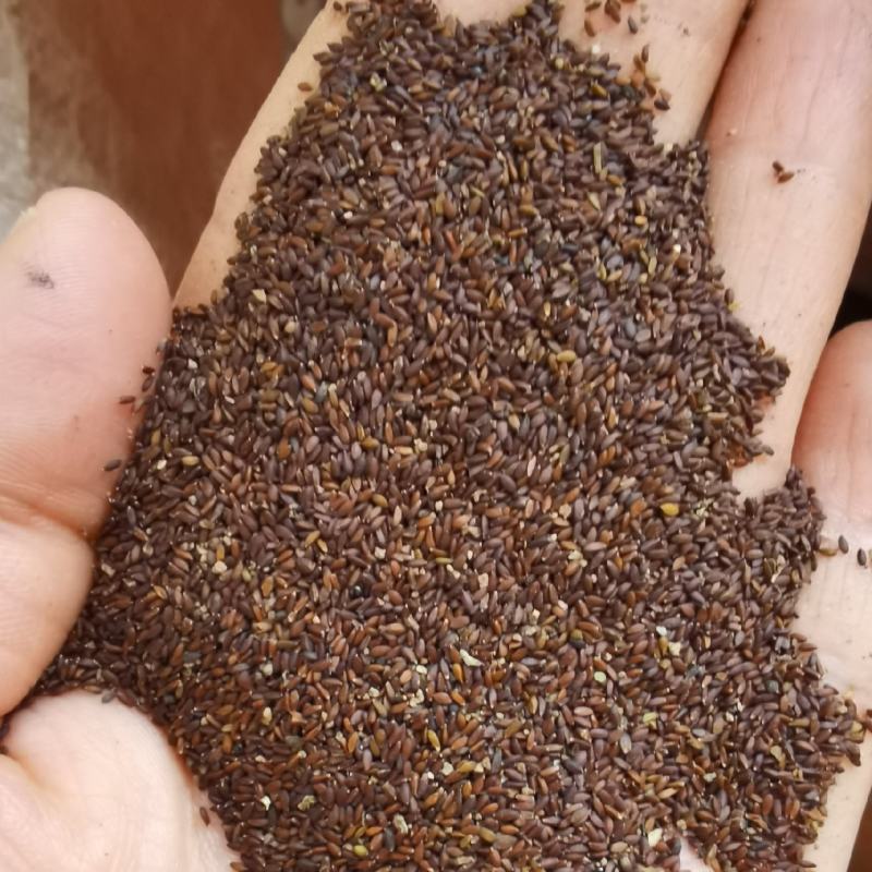 荆芥种子纯新种子，保质保量干净无掺杂土质价格实惠