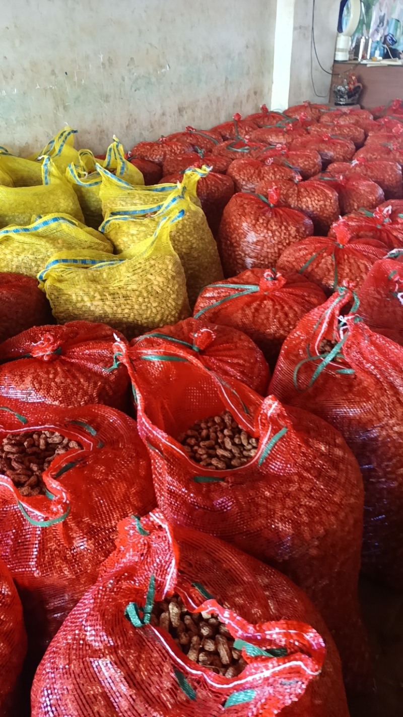 湛江花生🥜、白依、红依、货源充足、量大质优