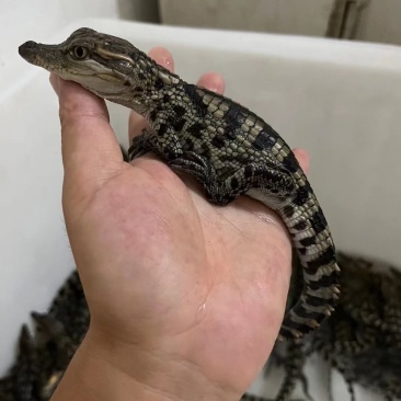 30公分泰鳄苗