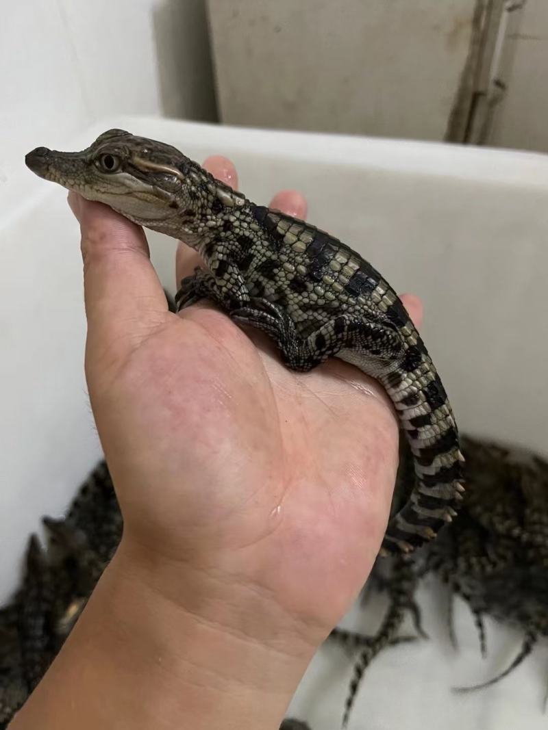 30公分泰鳄苗