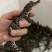 30公分泰鳄苗