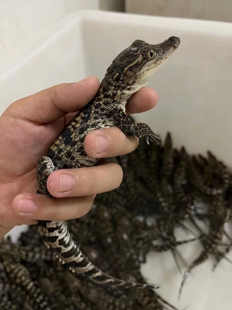 30公分泰鳄苗