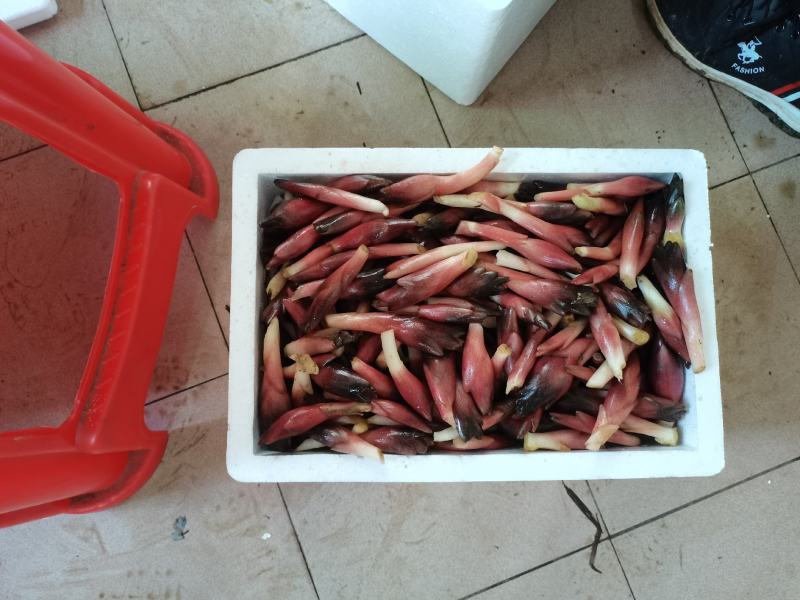 阳荷芽
