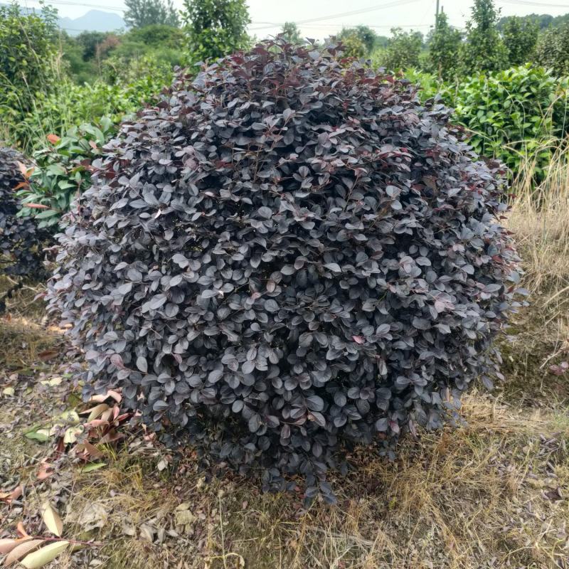 【红花继木】江西红花继木大量现货基地直供一手货源
