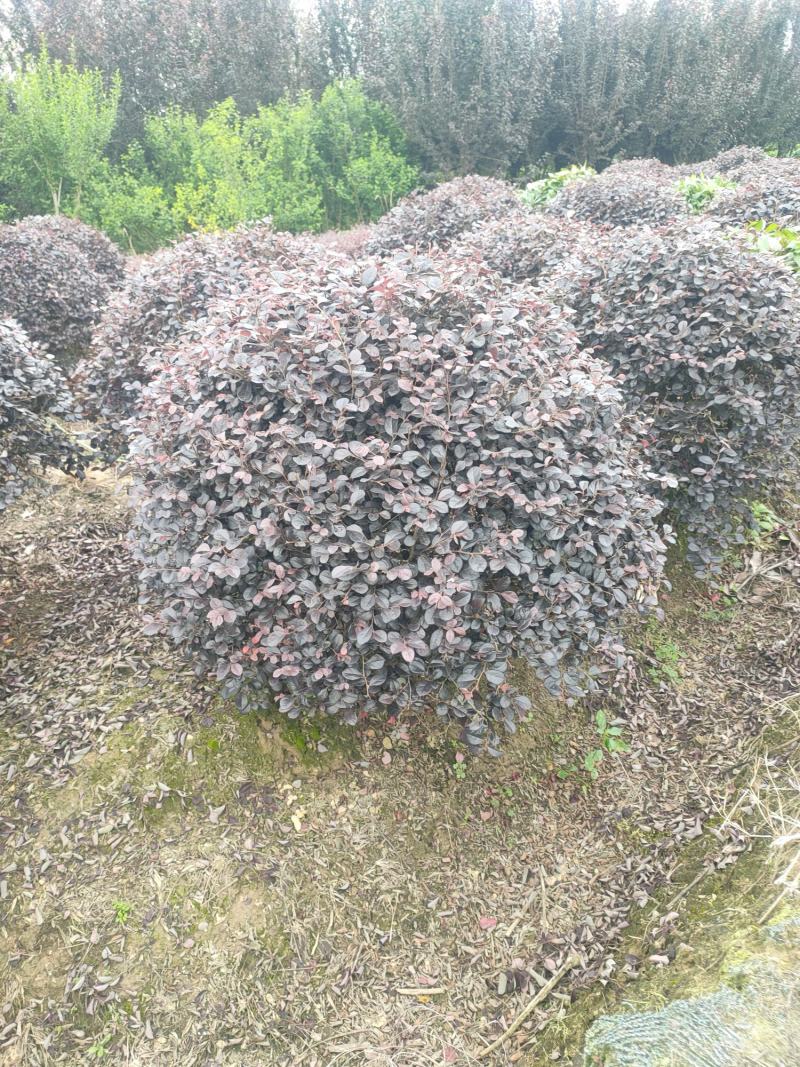 【红花继木】江西红花继木大量现货基地直供一手货源