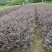 【红花继木】江西红花继木大量现货基地直供一手货源