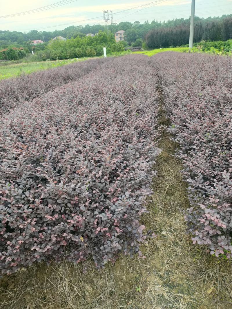 【红花继木】江西红花继木大量现货基地直供一手货源