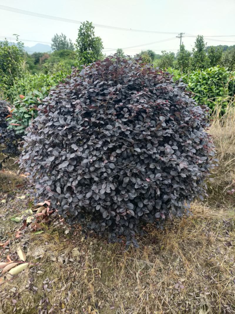 【红花继木】江西红花继木大量现货基地直供一手货源