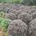 【红花继木】江西红花继木大量现货基地直供一手货源