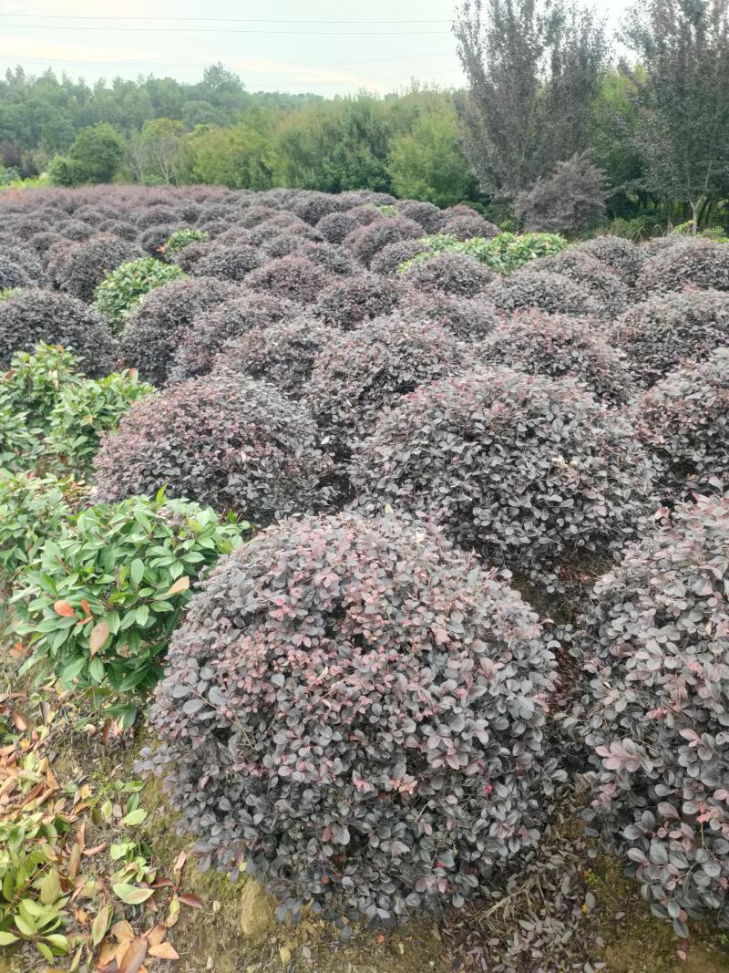 【红花继木】江西红花继木大量现货基地直供一手货源