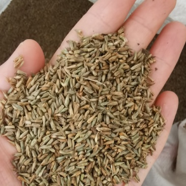 牛膝种子保质保量干净无掺杂土质价格实惠