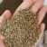 牛膝种子保质保量干净无掺杂土质价格实惠