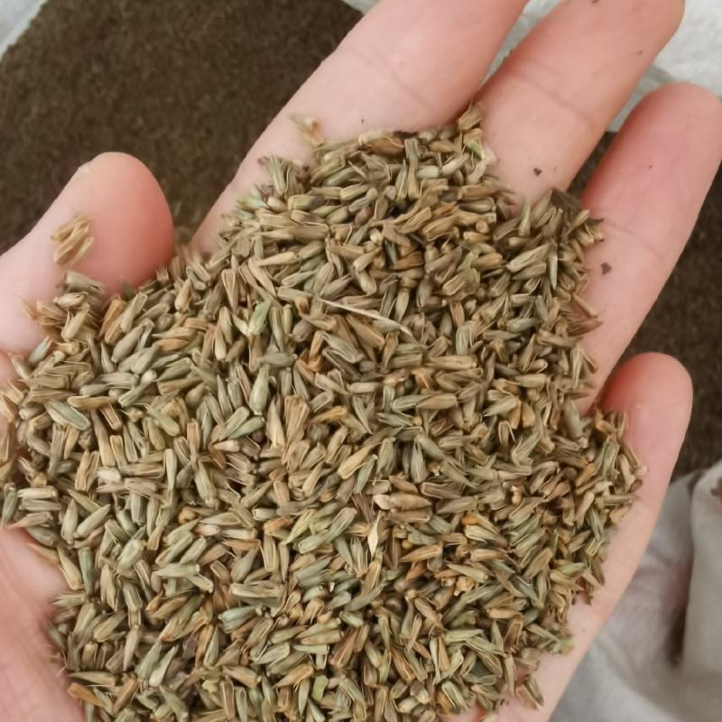 牛膝种子保质保量干净无掺杂土质价格实惠