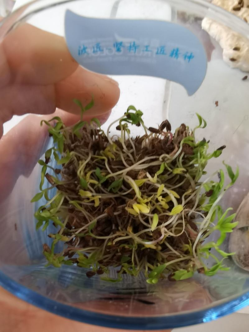 牛膝种子保质保量干净无掺杂土质价格实惠