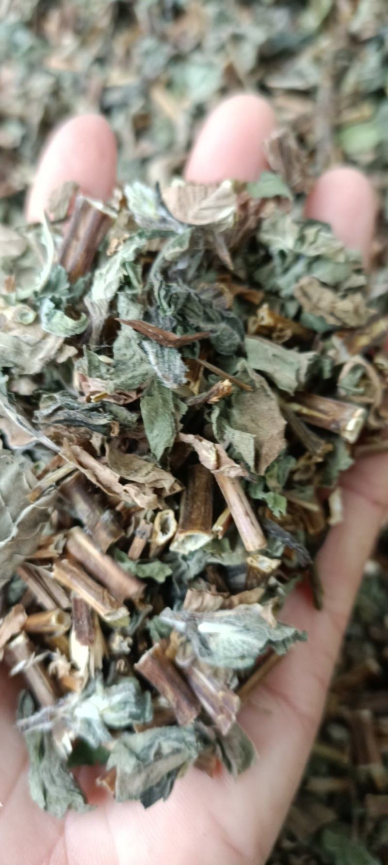 薄荷，新货，正品叶多，挥发油高，一手货源，量大从优