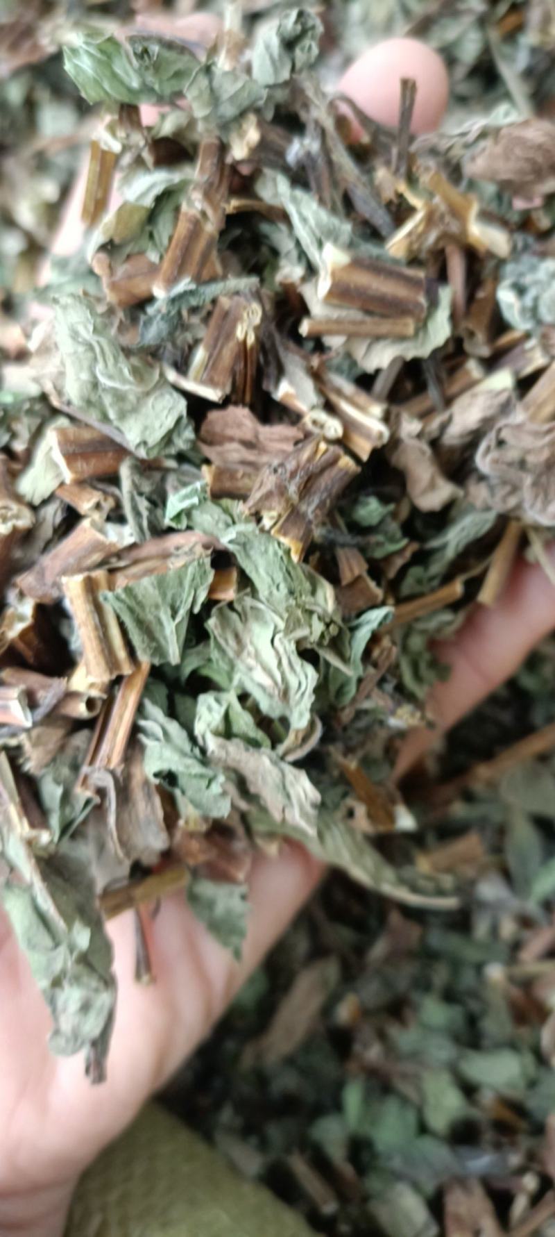 薄荷，新货，正品叶多，挥发油高，一手货源，量大从优