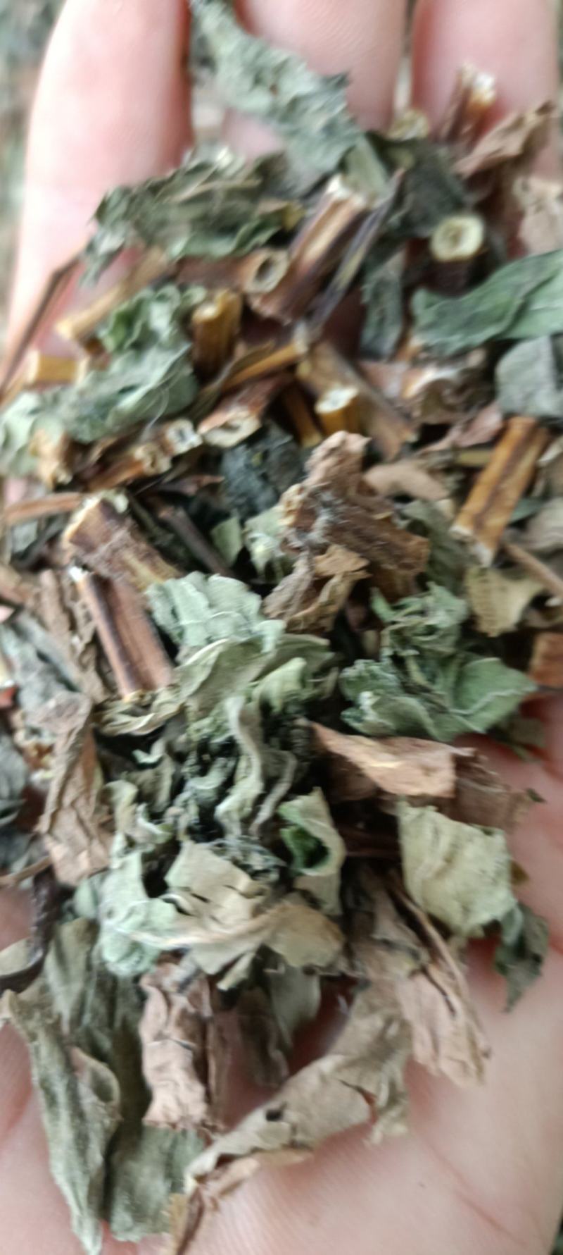 薄荷，新货，正品叶多，挥发油高，一手货源，量大从优