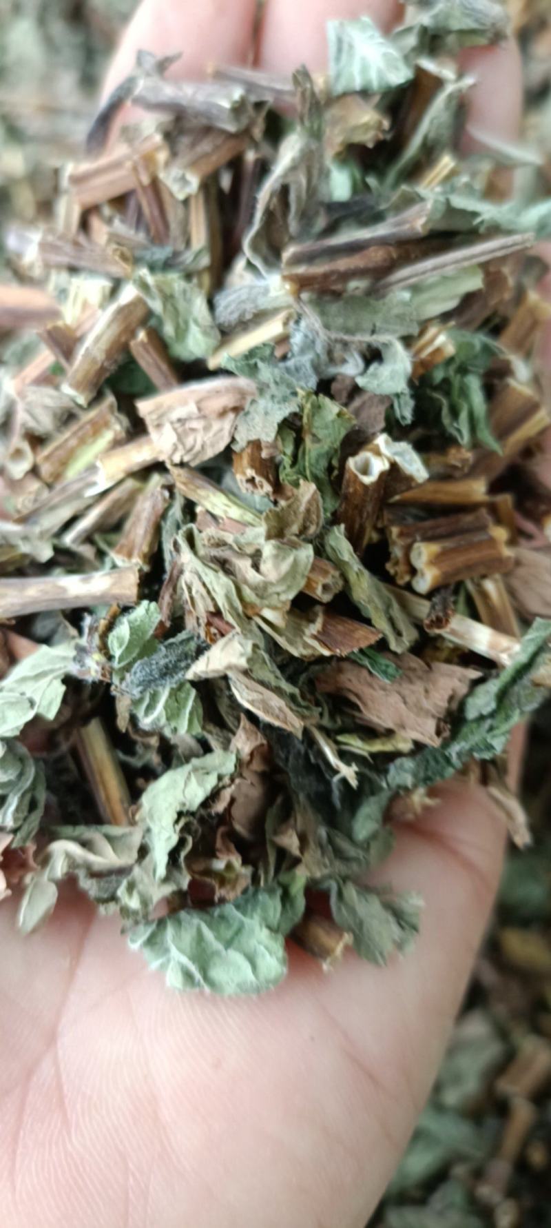 薄荷，新货，正品叶多，挥发油高，一手货源，量大从优