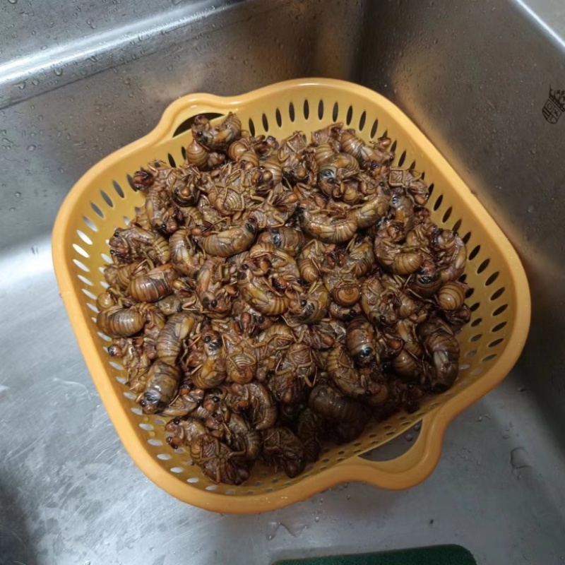 金蝉白蝉