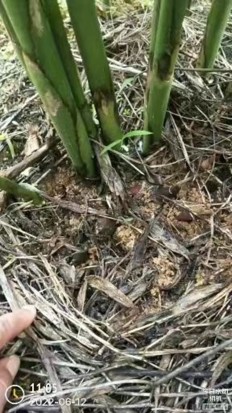 文山早熟洋荷