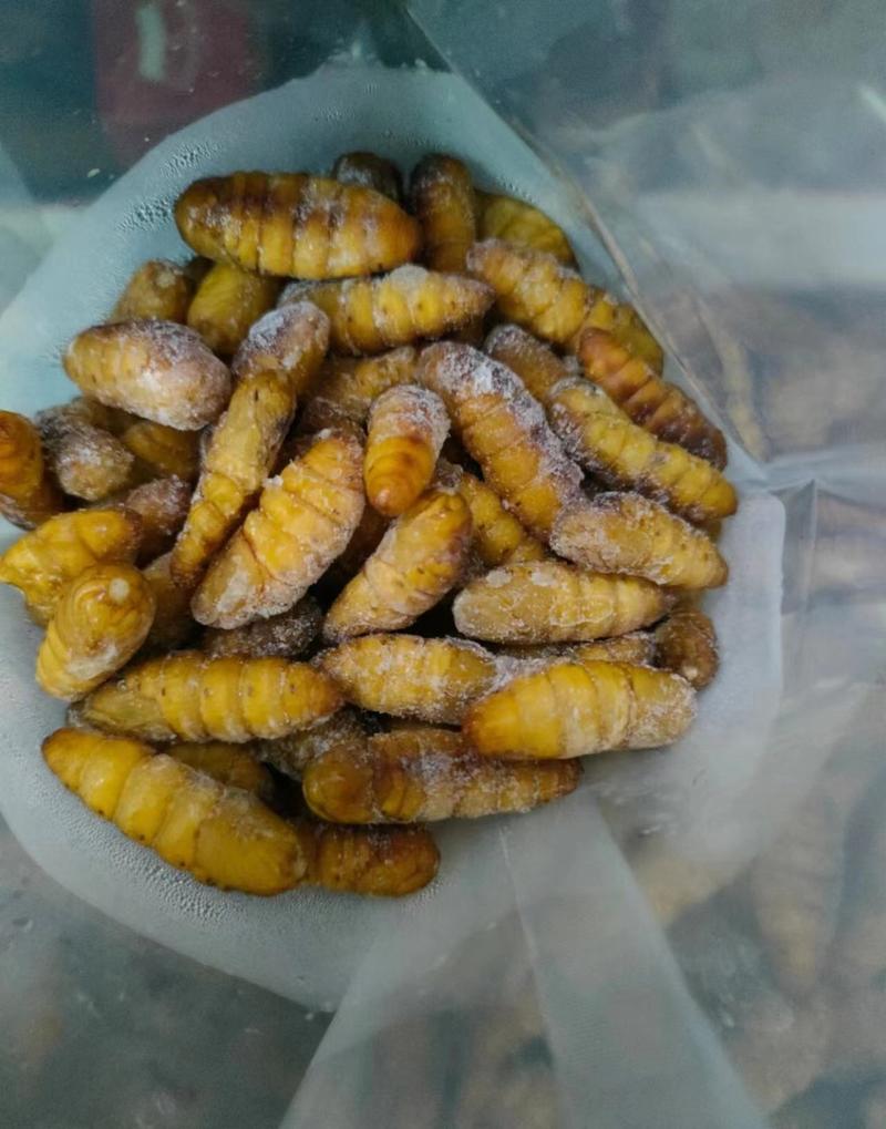 鲜冻食用金丝蚕蛹，饱满嫩香、营养价值高美味新鲜、粒粒金黄