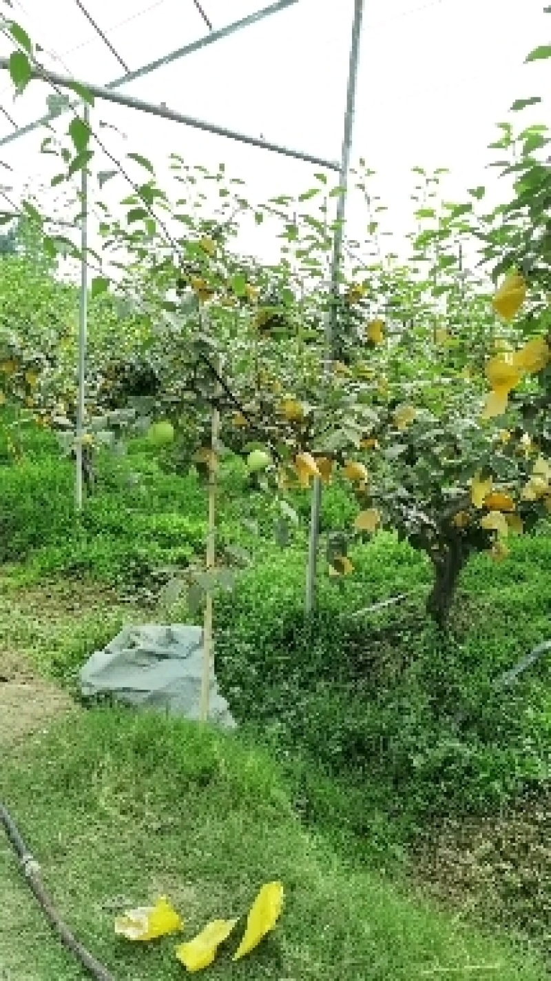 精品绿宝石梨，现已大量上市，香脆多汁，欢迎各位老板前来咨询