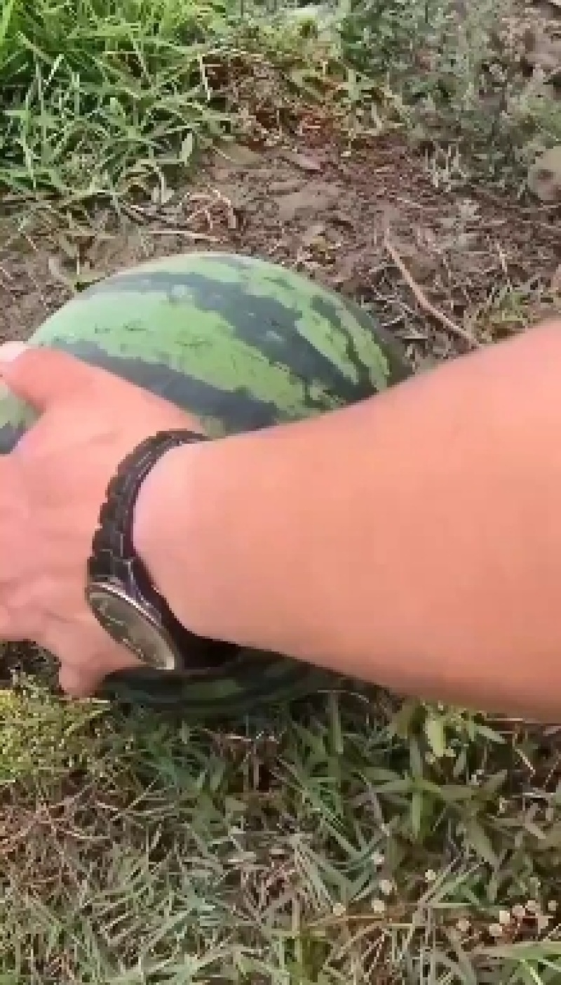 美都西瓜，大量上市，欢迎新老客户前来咨询