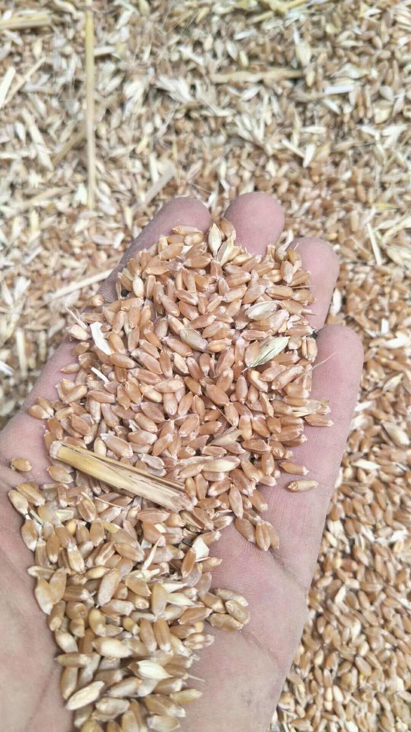 宜城9023小麦大量上市中毛粮净粮过筛小麦欢迎洽谈