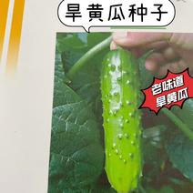 山东潍坊寿光满地爬黄瓜未来103旱黄瓜种子水果黄瓜种子