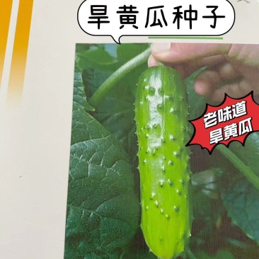 满地爬黄瓜未来103旱黄瓜种子水果黄瓜种子山东潍坊寿光