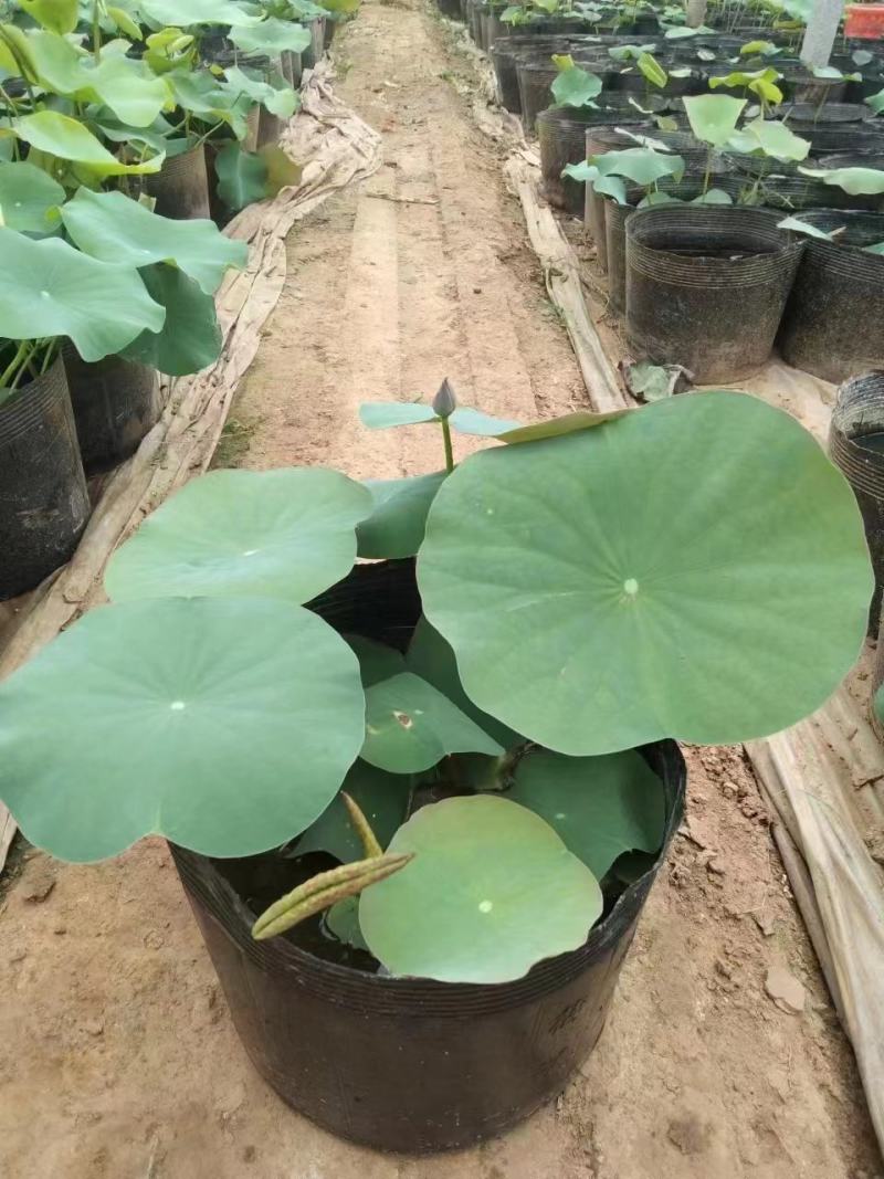 千屈菜苗常年经营各种水生植物荷花，睡莲，香蒲，芦苇黄菖蒲