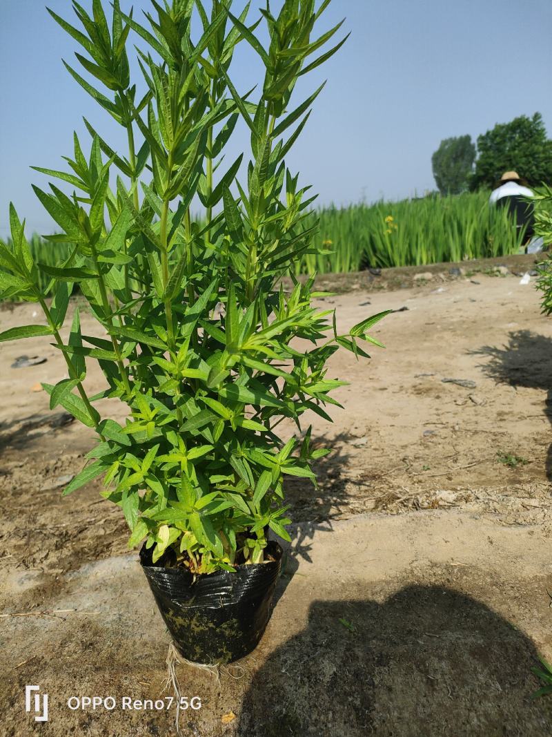 千屈菜苗常年经营各种水生植物荷花，睡莲，香蒲，芦苇黄菖蒲