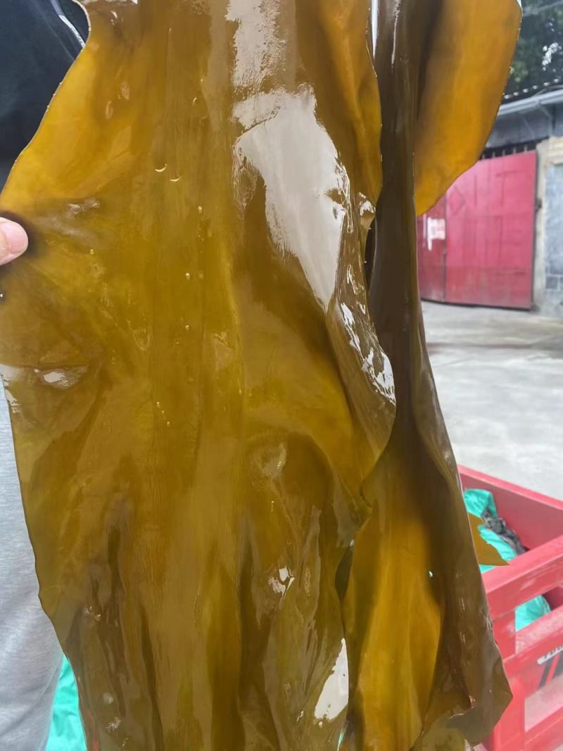湖南海带，一件30斤